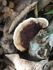 Earliella