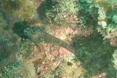 Helcogramma decurrens