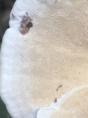 Earliella