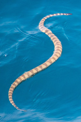 Hydrophis lapemoides