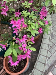 Rhododendron pulchrum phoeniceum