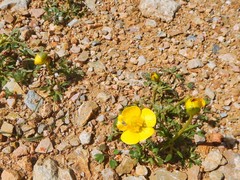 Ceratocephala falcata