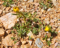 Ceratocephala falcata