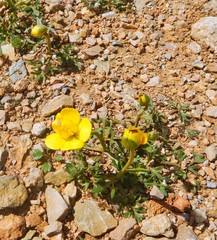 Ceratocephala falcata