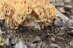 Ramaria anziana