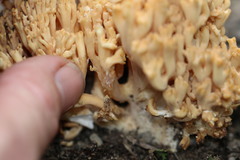 Ramaria anziana