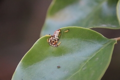 Delias pasithoe