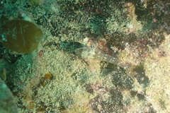 Helcogramma decurrens
