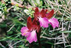 Anacamptis papilionacea papilionacea
