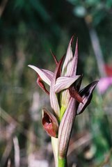 Serapias parviflora