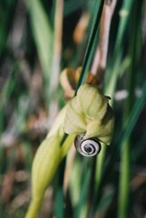Ophrys bombyliflora