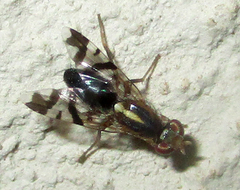 Coelotrypes
