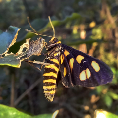 Amata trigonophora