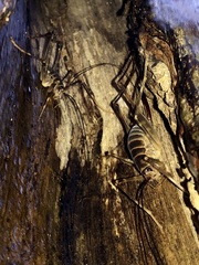 Pachyrhamma acanthocerum