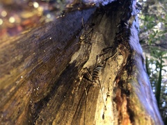 Pachyrhamma acanthocerum