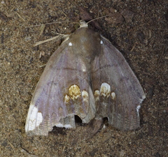Achaea illustrata