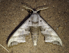 Polyptychoides grayii