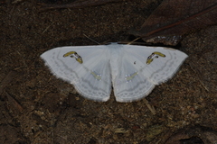 Problepsis digammata