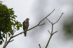 Circaetus fasciolatus