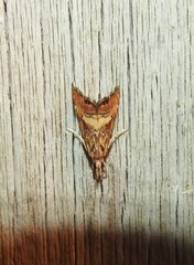 Glaucocharis chrysochyta