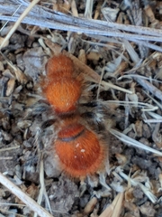 Sphaeropthalma unicolor