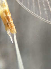 Ephemeroptera