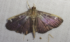 Pramadea ovialis