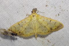 Herpetogramma mutualis