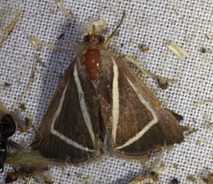 Chalciope delta