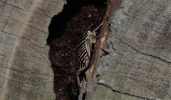 Melanozosteria triangulata