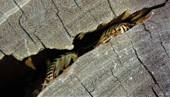 Melanozosteria triangulata