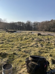 Haematopus ostralegus