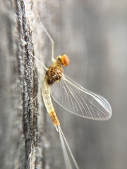 Ephemeroptera