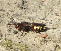 Nomada leucophthalma