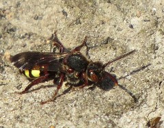 Nomada leucophthalma