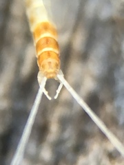 Ephemeroptera