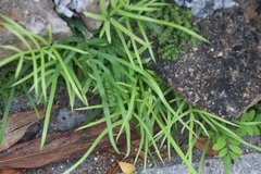 Pteris multifida