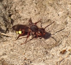 Nomada leucophthalma