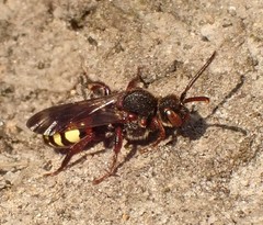 Nomada leucophthalma