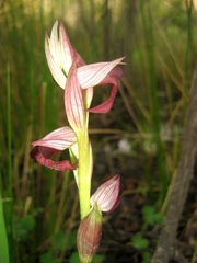 Serapias × ambigua