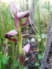 Serapias × ambigua