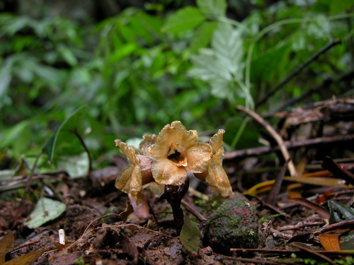Gastrodia shimizuana iNat (2)