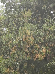 Calophyllum polyanthum