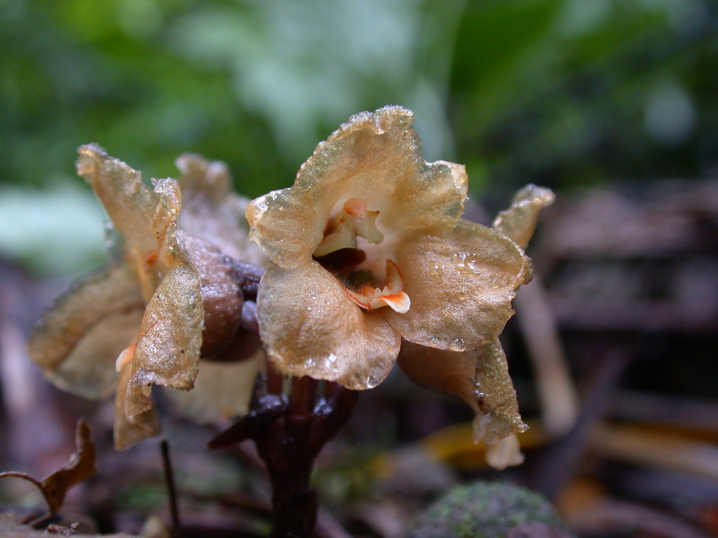 Gastrodia shimizuana