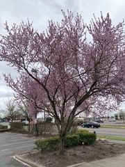 Prunus