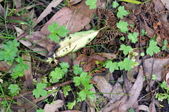 Ranunculus sessiliflorus