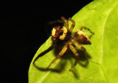 Euryattus