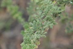 Dodonaea boroniifolia