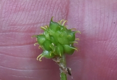 Ranunculus sessiliflorus