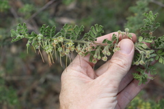 Dodonaea boroniifolia